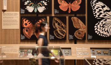 格式設計以當代美學轉譯「生物知識」，打造臺博館特展《島嶼飛行：臺灣蝶蛾生存記》