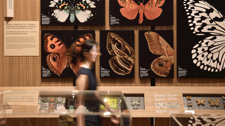 格式設計以當代美學轉譯「生物知識」，打造臺博館特展《島嶼飛行：臺灣蝶蛾生存記》